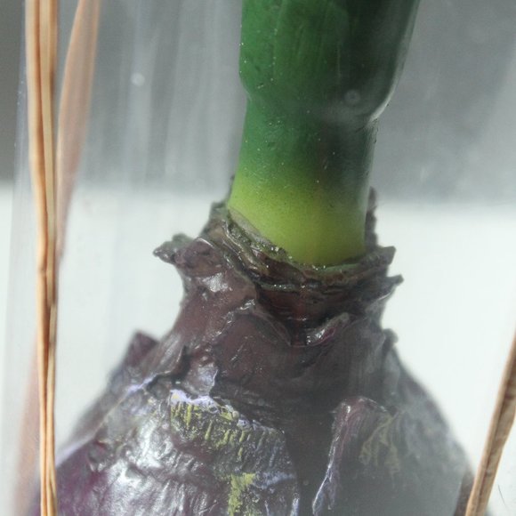 [D&T] "Rosemary & Time" Realistic Flower Bulb Candle - Picture 7 of 9